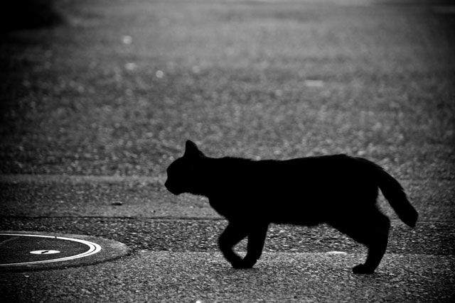 黒猫の写真