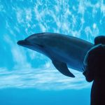 イルカが泳いでいる写真