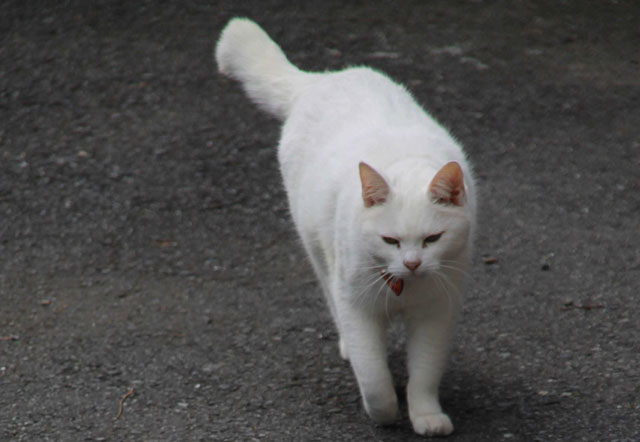 白猫が歩いている写真