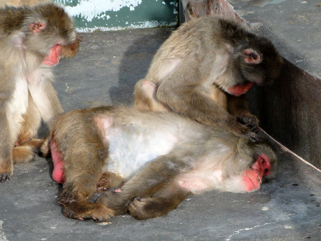 3匹で毛づくろいしている猿の写真