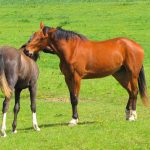 草原にいる馬の写真