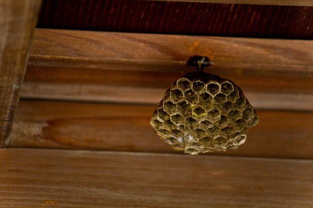 蜂の巣の写真