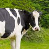 ホルスタイン牛の写真