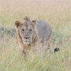 草原にいるライオンの写真