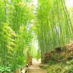 竹林の写真