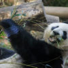 パンダが笹を食べている写真