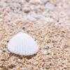 砂浜にある貝殻の写真