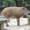 太った猪の写真